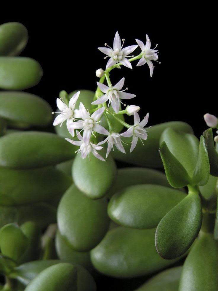 jade plant