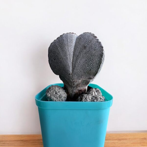 astrophytum myriostigma in a blue pot