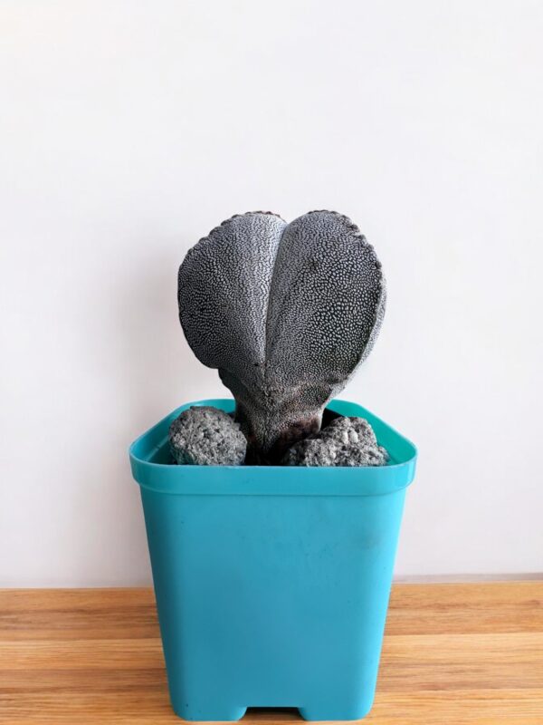 astrophytum myriostigma in a blue pot