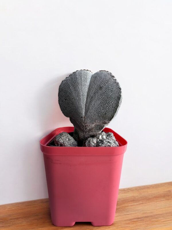 astrophytum myriostigma in a red pot