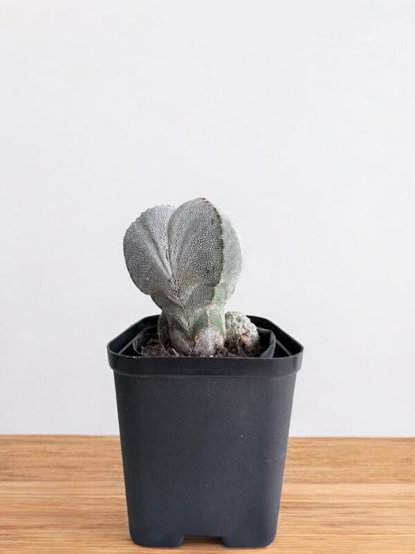 astrophytum myriostigma in a black pot