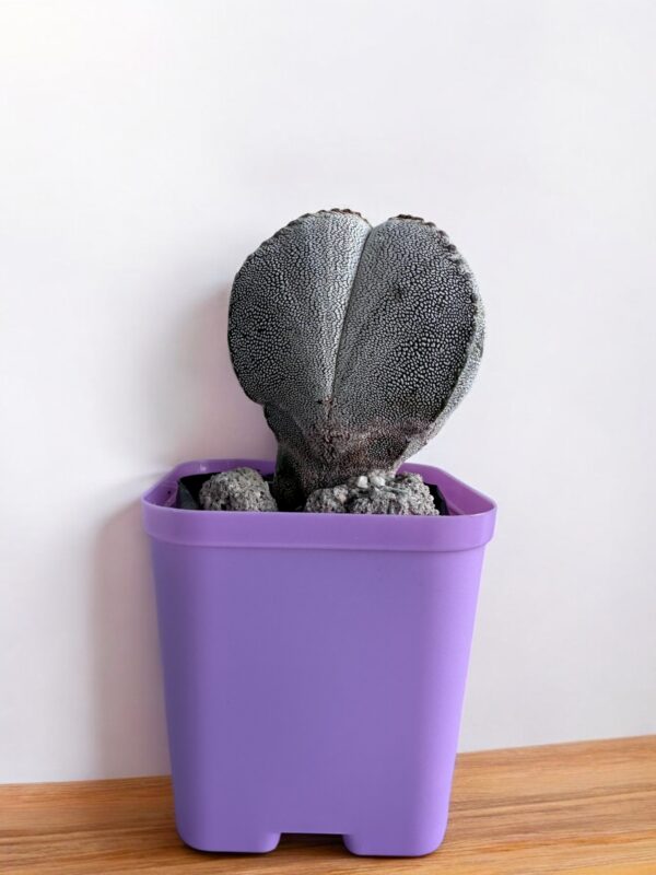 astrophytum myriostigma in a purple pot