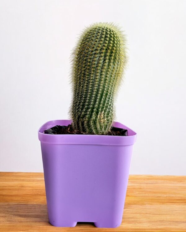 erio cactus in purple pot