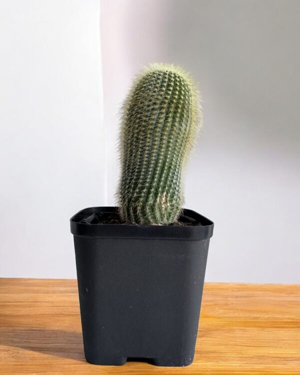 erio cactus in black pot