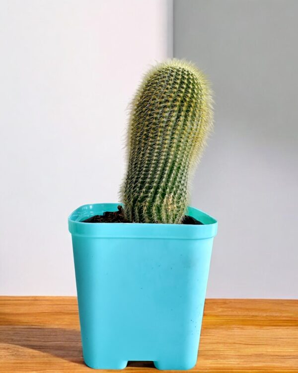 erio cactus in blue pot