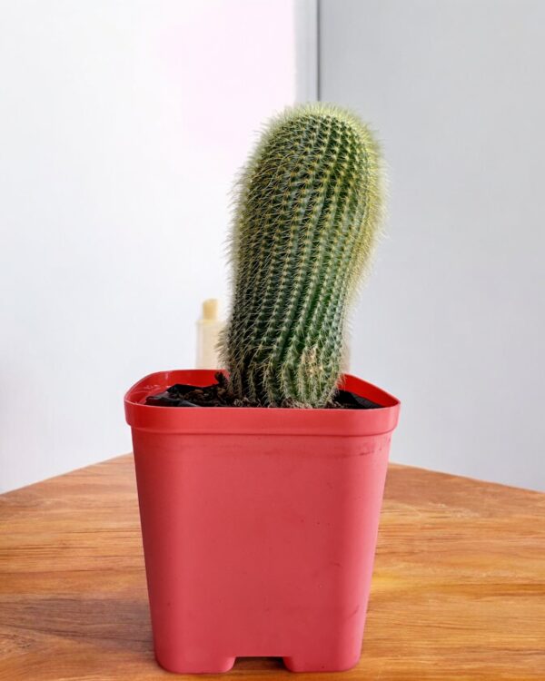 erio cactus in red pot