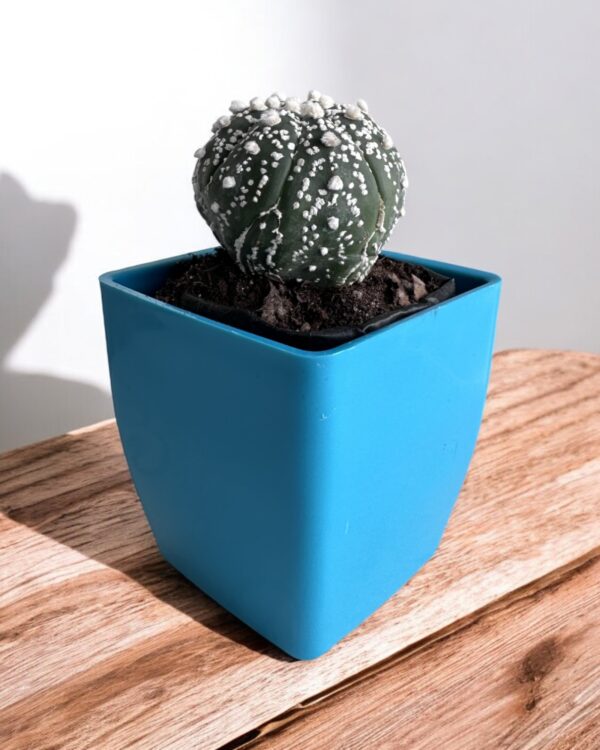 Astrophytum Super Kabuto in blue pot