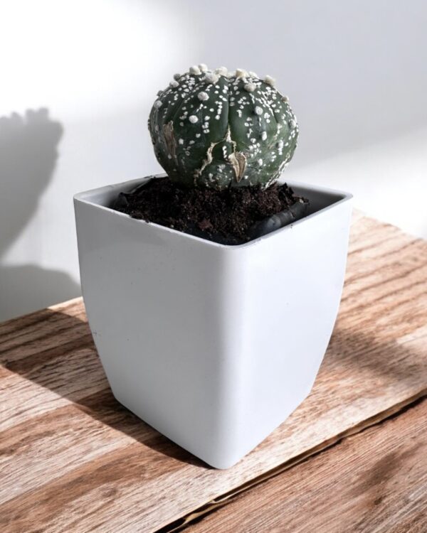 Astrophytum Super Kabuto in white pot