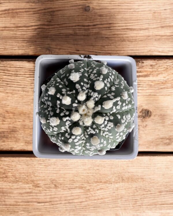 Astrophytum Kabuto top view