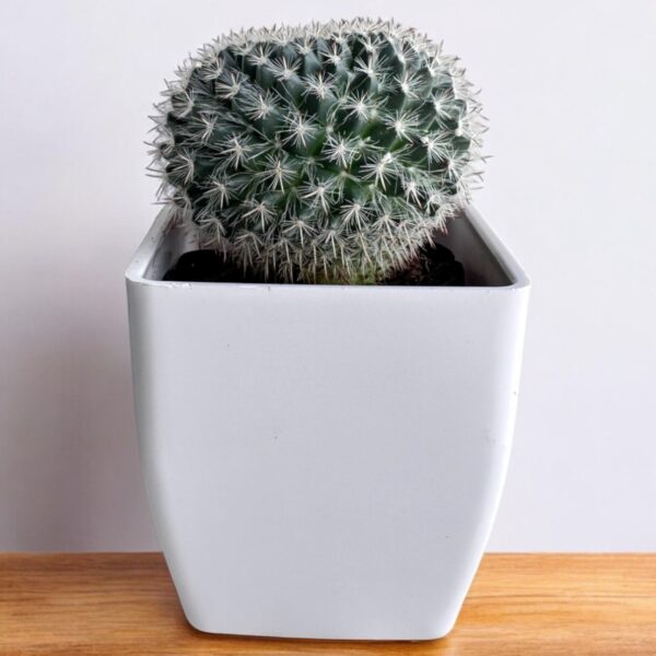 mammillaria cactus in white pot