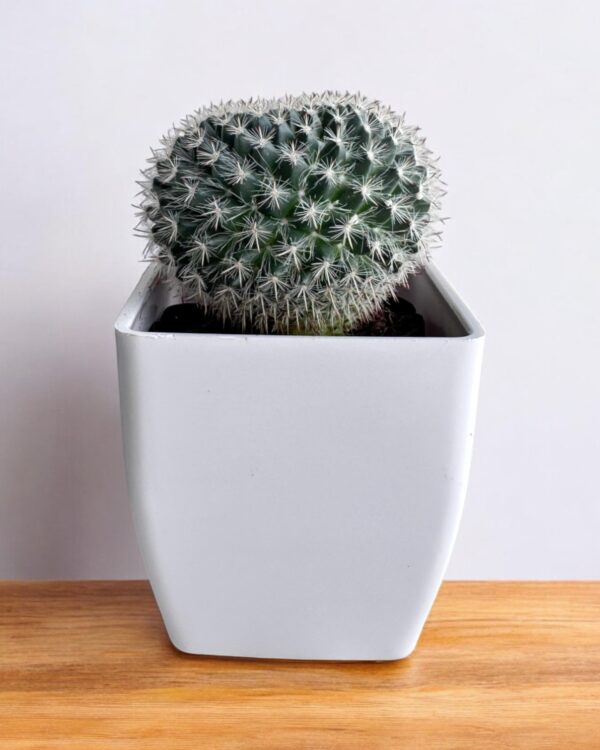mammillaria cactus in white pot