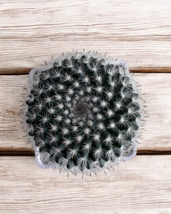 mammillaria cactus top view