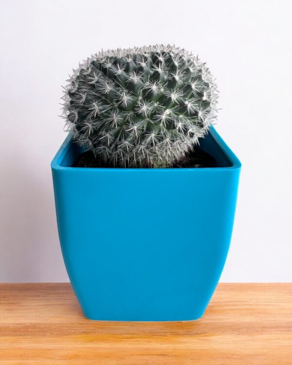 mammillaria cactus in blue pot