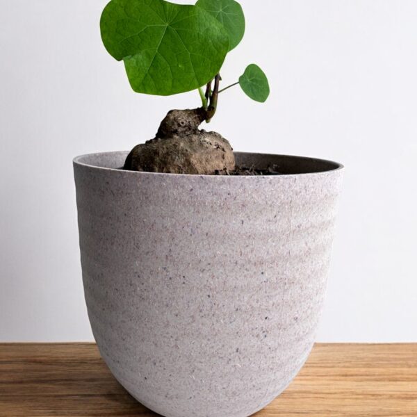 stephania erecta in grey pot