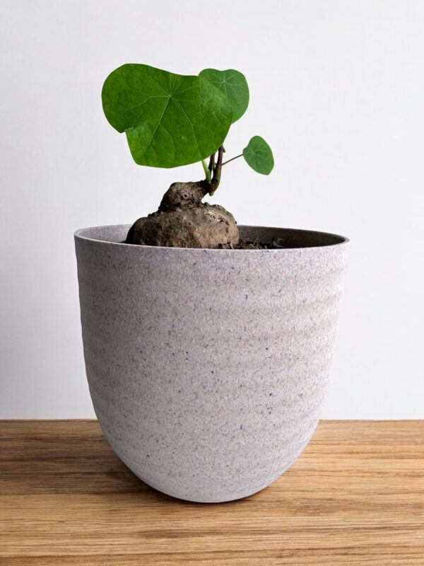 stephania erecta in grey pot