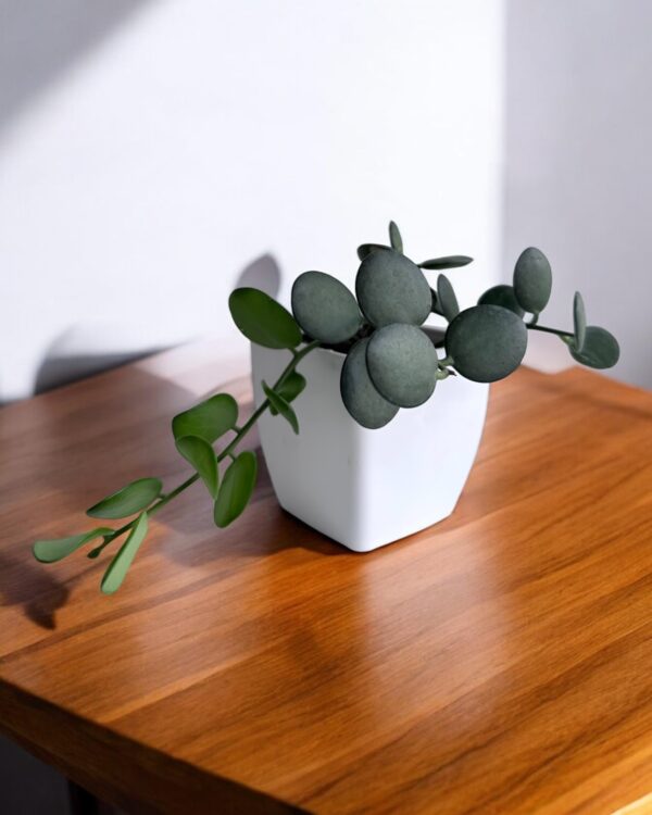 silver dollar plant on bright white pot