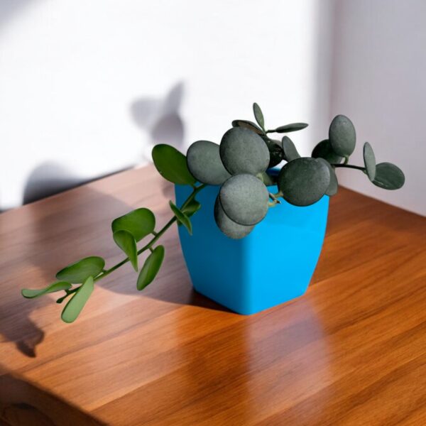 silver dollar plant on bright blue pot