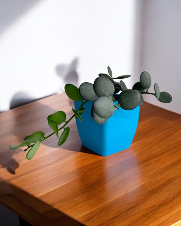 silver dollar plant on bright blue pot