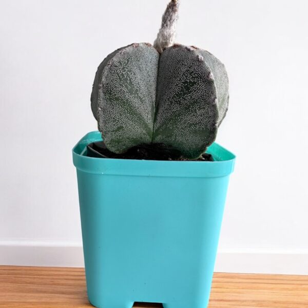 Astrophytum Onzuka in a blue pot