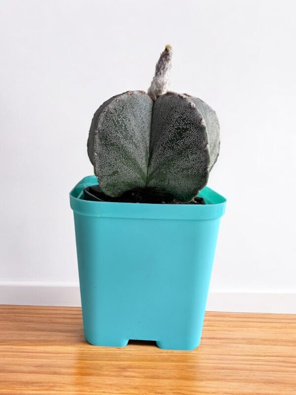 Astrophytum Onzuka in a blue pot
