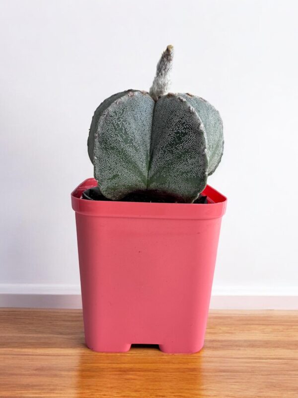 Astrophytum Onzuka in a red pot