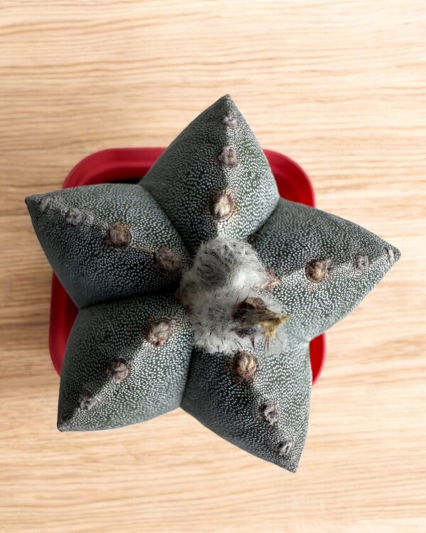 Astrophytum Onzuka top view