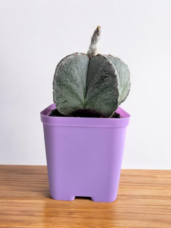 Astrophytum Onzuka in a purple pot