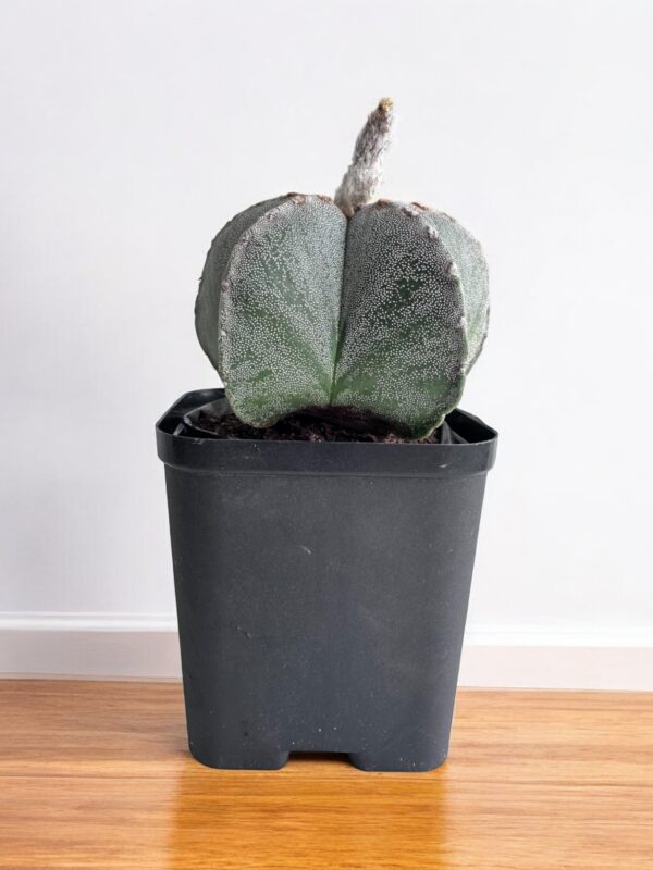 Astrophytum Onzuka in a black pot