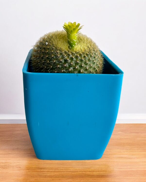 yellow flowering noto cactus in blue pot