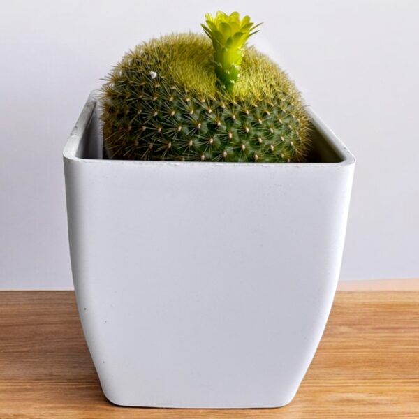 yellow flowering noto cactus in white pot