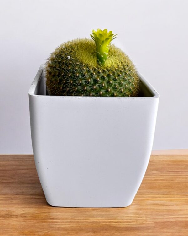yellow flowering noto cactus in white pot