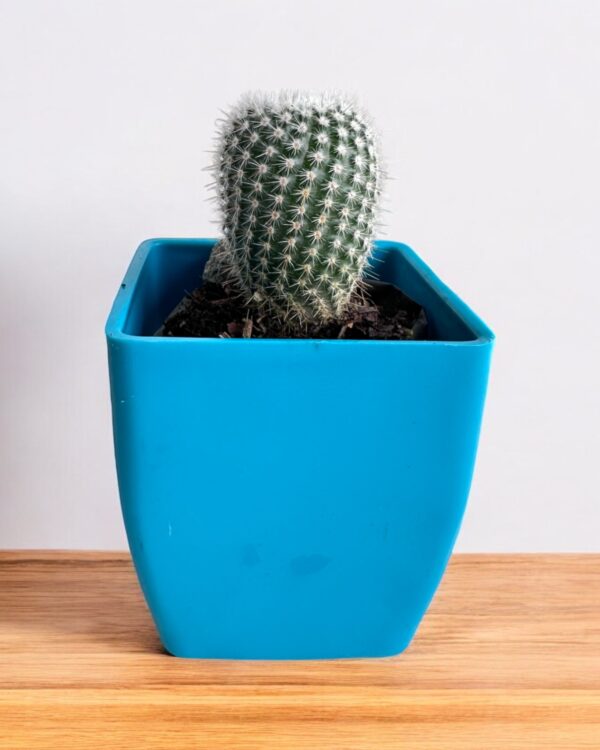 noto scopa cactus in blue pot