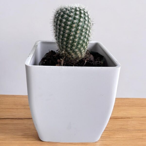 noto scopa cactus in white pot