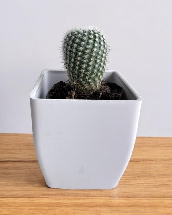 noto scopa cactus in white pot