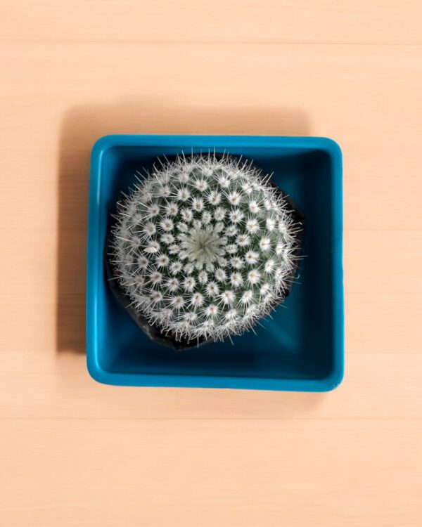 noto scopa cactus top view