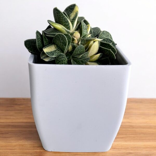 Dwarf gasteria variegated in white pot