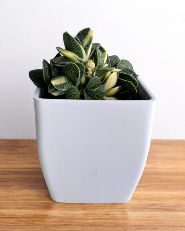 Dwarf gasteria variegated in white pot