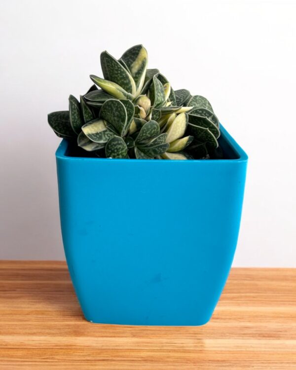 Dwarf gasteria variegated in blue pot