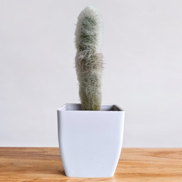 Old man cactus in white pot