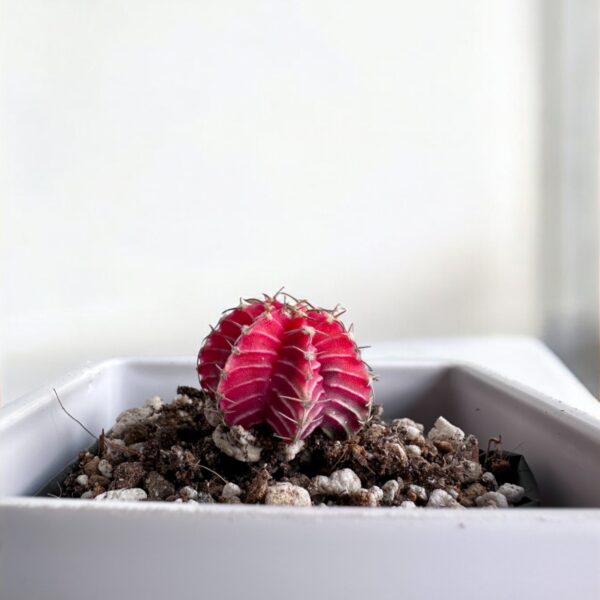 gymno varigated in a white pot