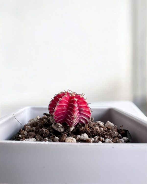 gymno varigated in a white pot