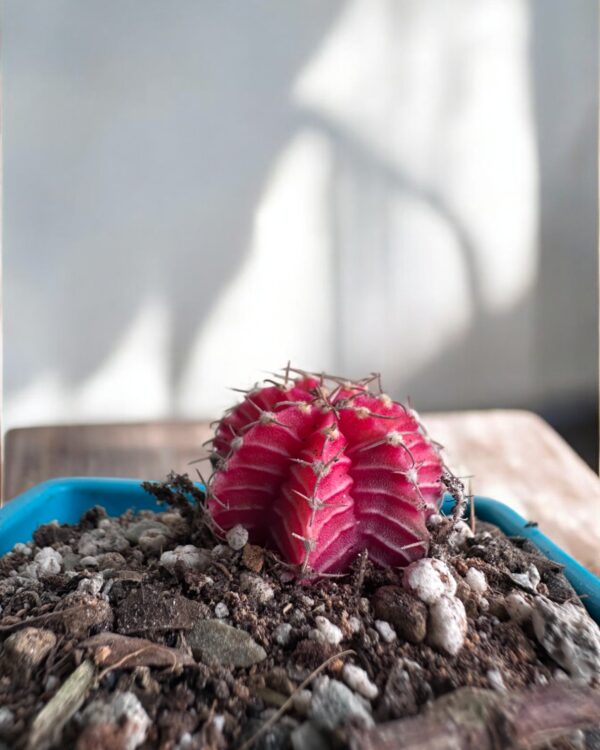 gymno varigated in a blue pot