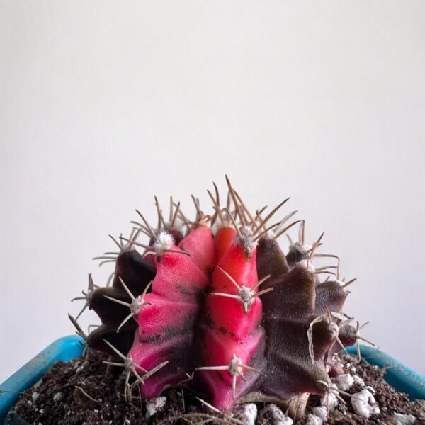 gymno varigated in a blue pot