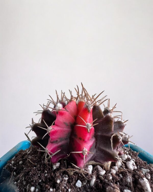 gymno varigated in a blue pot