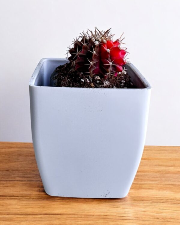 gymno varigated in a white pot