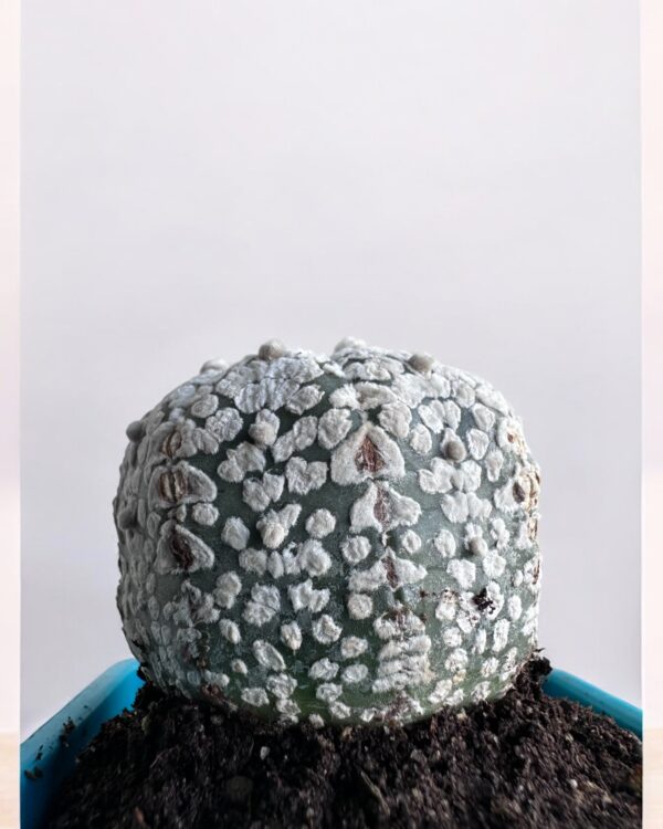 super kabuto round in a blue pot