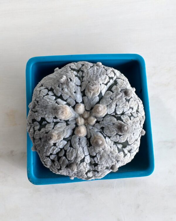 super kabuto round top view in a blue pot
