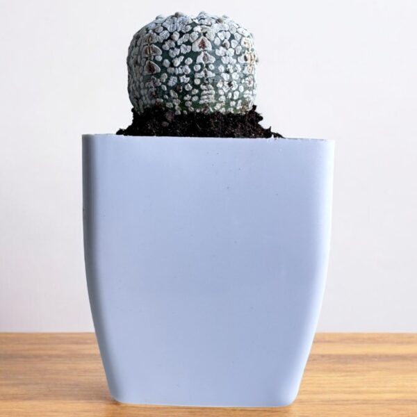 super kabuto in white pot
