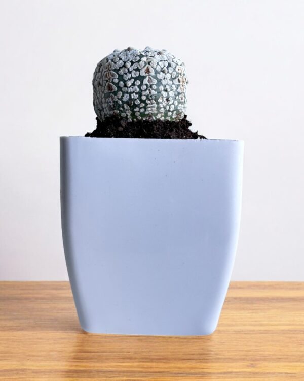 super kabuto in white pot