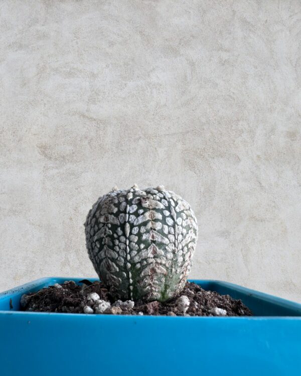 super kabuto elongted close view in a blue pot